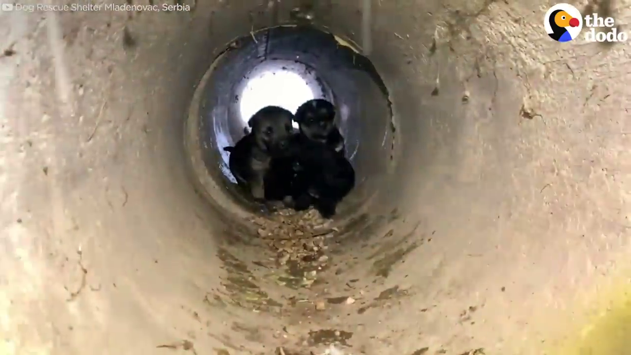 Les chiots, glacés et terrifiés, dans la canalisation