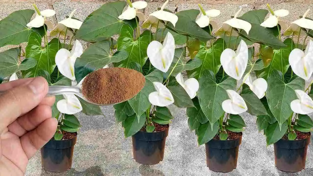 Plante d'intérieur avec des feuilles ternes et peu de fleurs