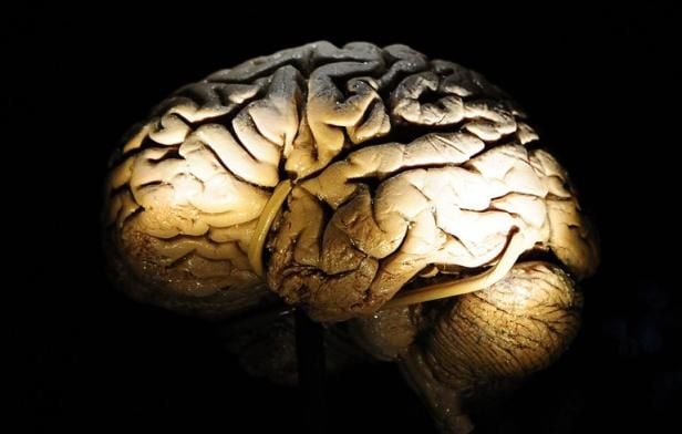 Photo d'une exposition muséale présentant une modélisation détaillée d'un cerveau humain, évoquant la complexité de la perception.
