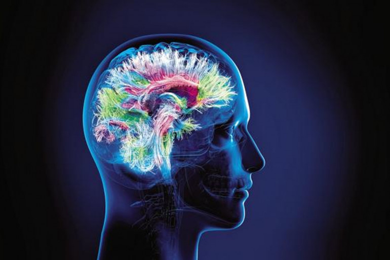 Illustration d'un cerveau en activité