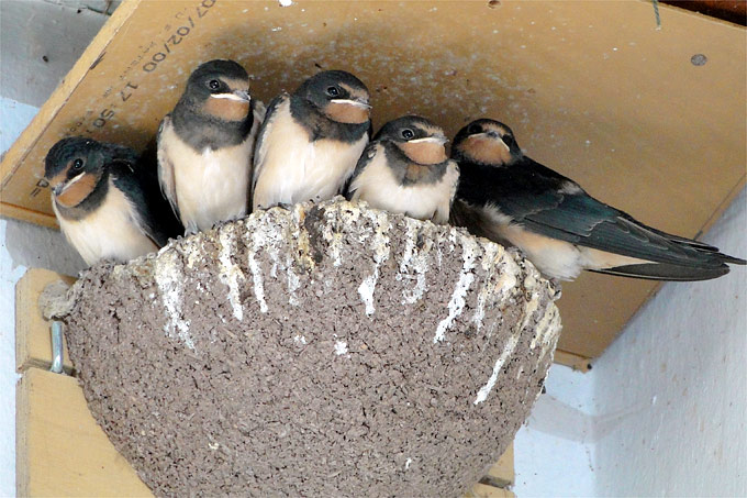 Hirondelle nourrissant ses oisillons dans un nid