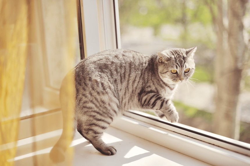 Chat confortablement installé dans un jardin, illustrant la recherche de confort