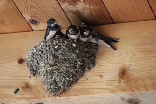 Hirondelle en vol, symbole du retour du printemps