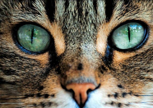 20-choses-incroyables-sur-les-yeux-que-vous-ne-connaissez-pas11