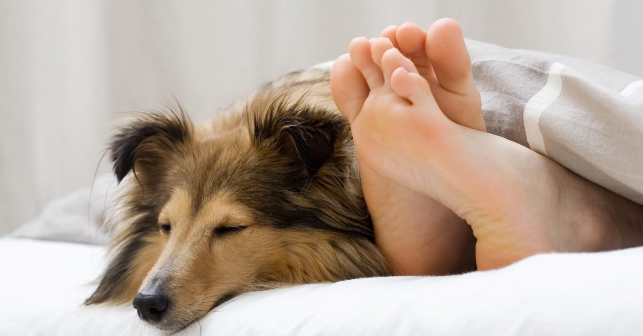 Chien et maîtresse dormant ensemble paisiblement dans un lit