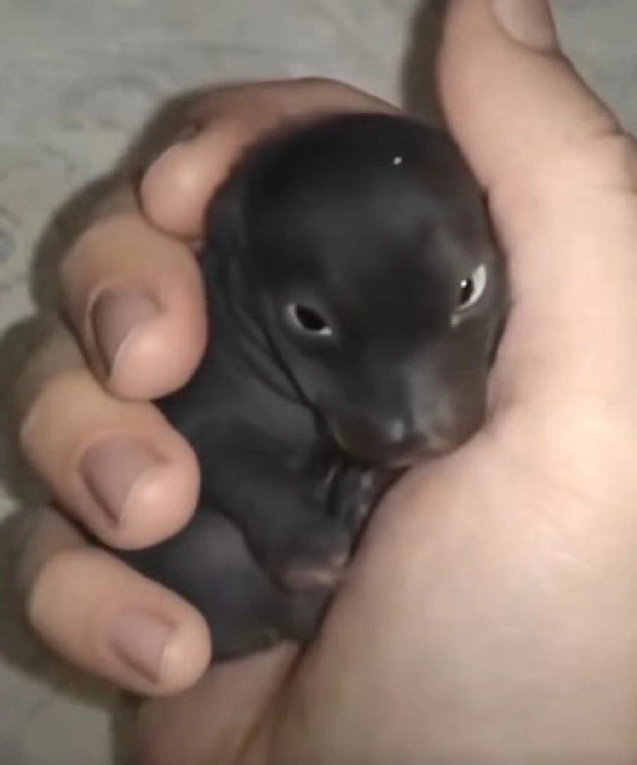 Un petit animal fragile et sans poils, enveloppé dans une écharpe