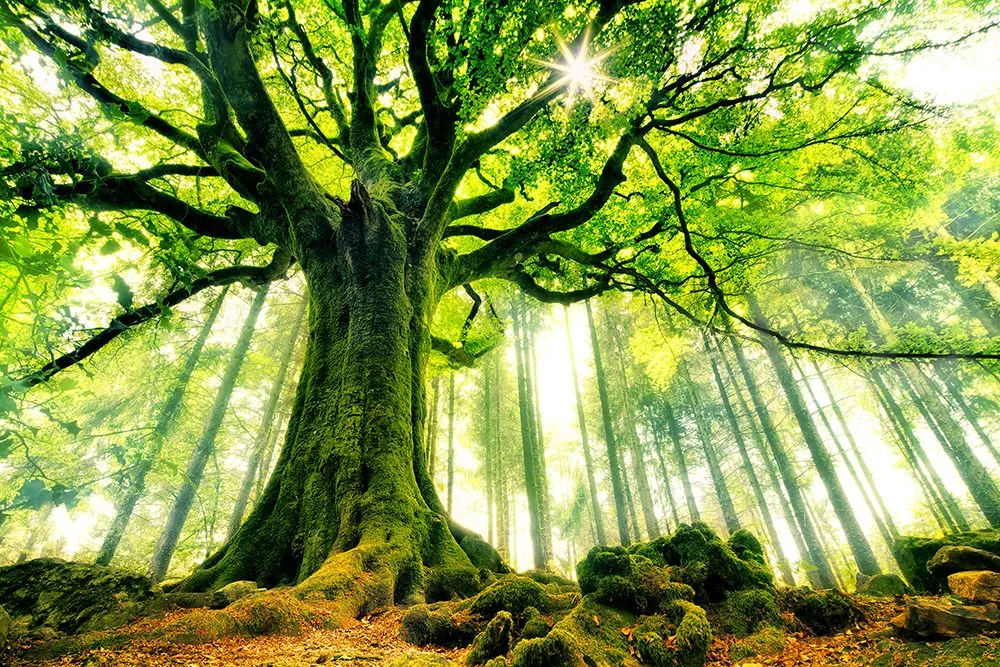 Illustration d'une illusion d'optique montrant des arbres et des formes cachées