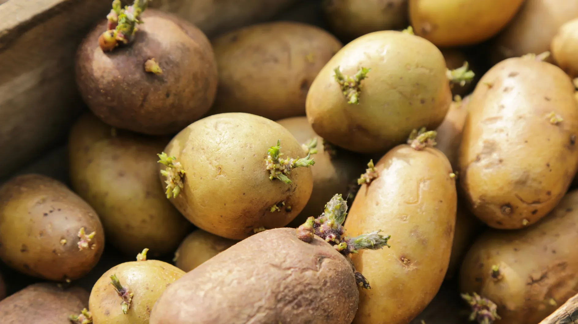 Pommes de terre avec des germes