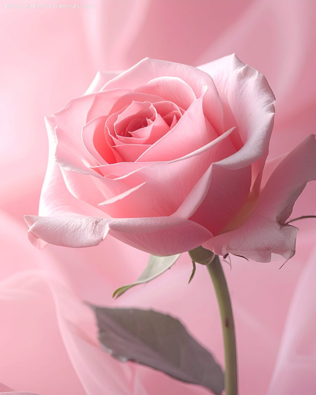 Une rose rose pâle, délicate et élégante