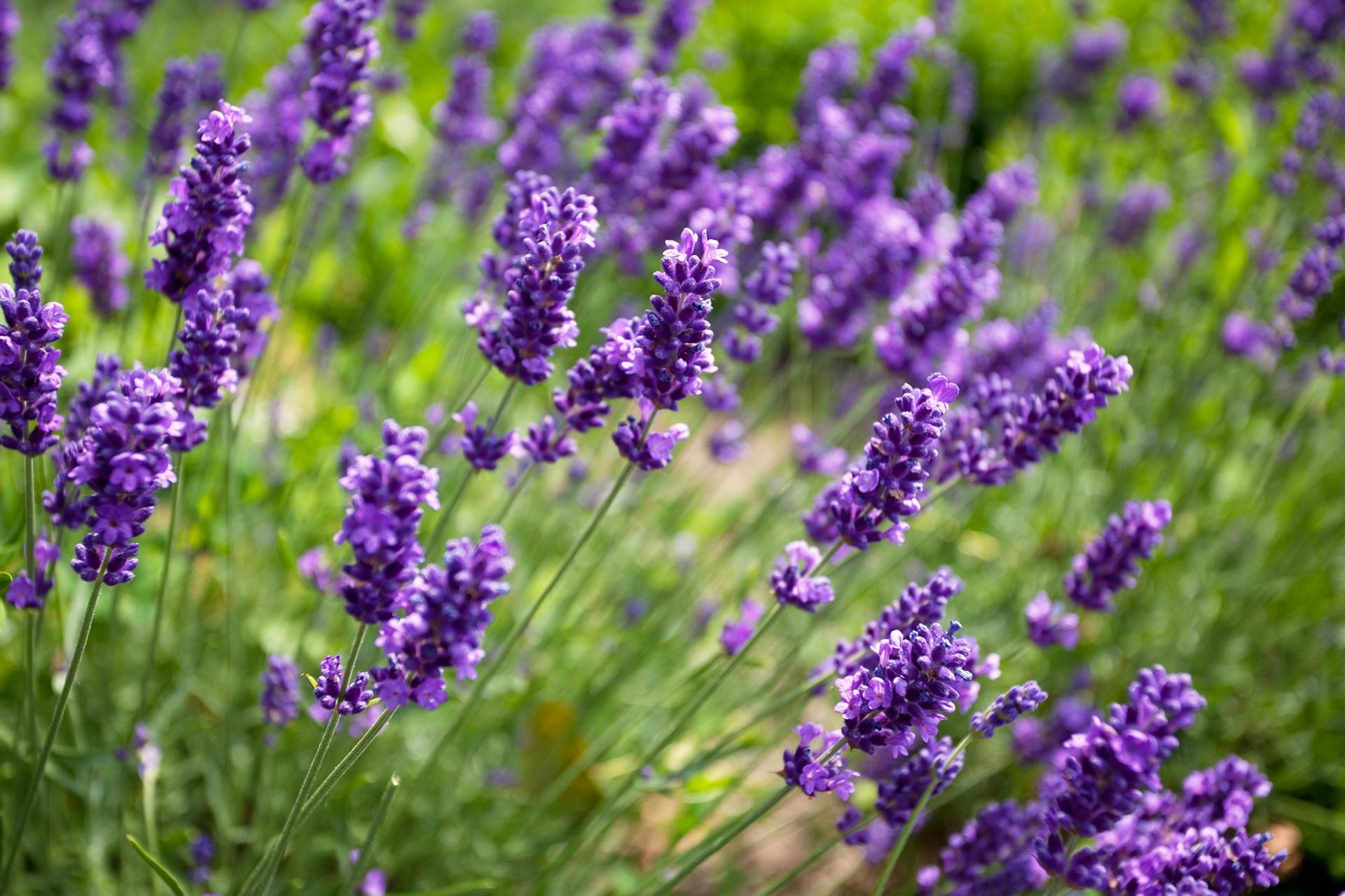 Champ de lavande en fleurs, illustrant une alternative naturelle aux parfums d'intérieur chimiques.