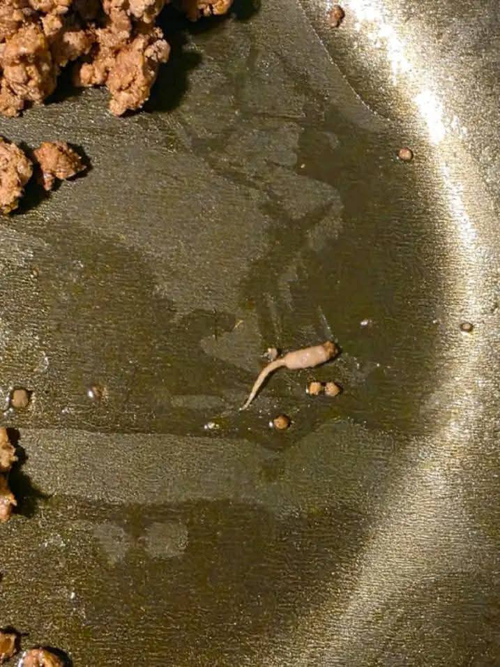 Photo rapprochée illustrant la texture et l'apparence du tissu conjonctif dans la viande cuite