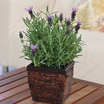 plantes pour votre chambre à coucher