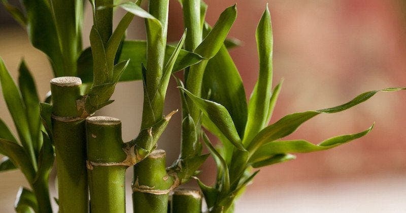 plantes pour votre chambre à coucher