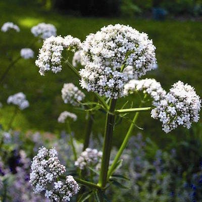 plantes pour votre chambre à coucher