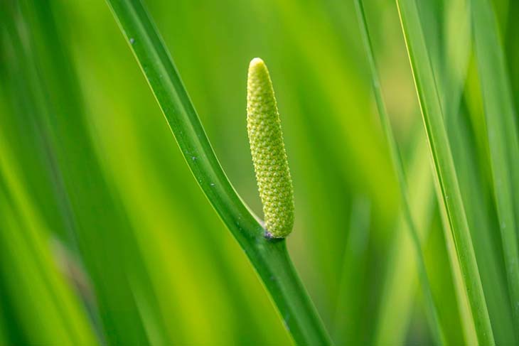 Acorus calamus 