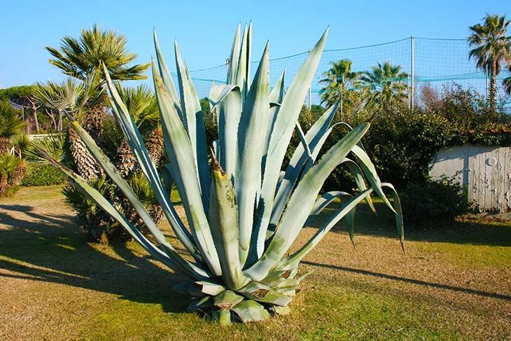 Agave