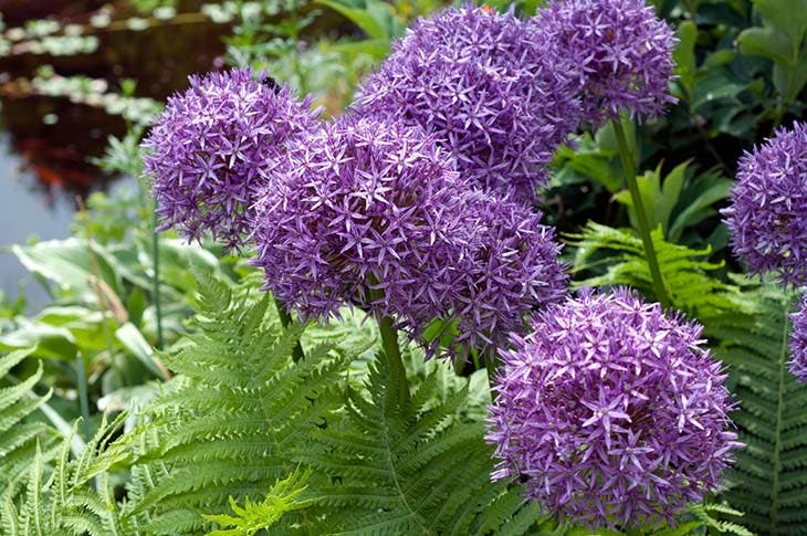 Alliums – source : spm