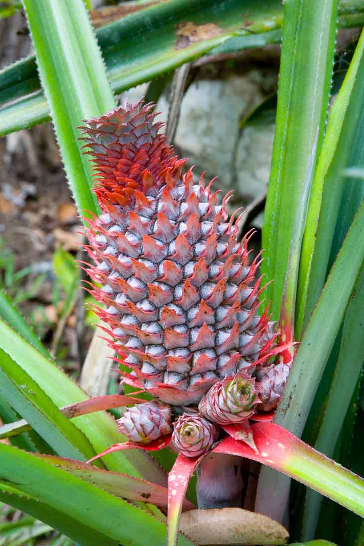 Ananas comosus