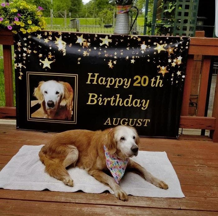 Anniversaire de Golden Retriever