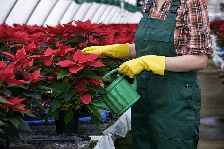 Arrosage des poinsettias