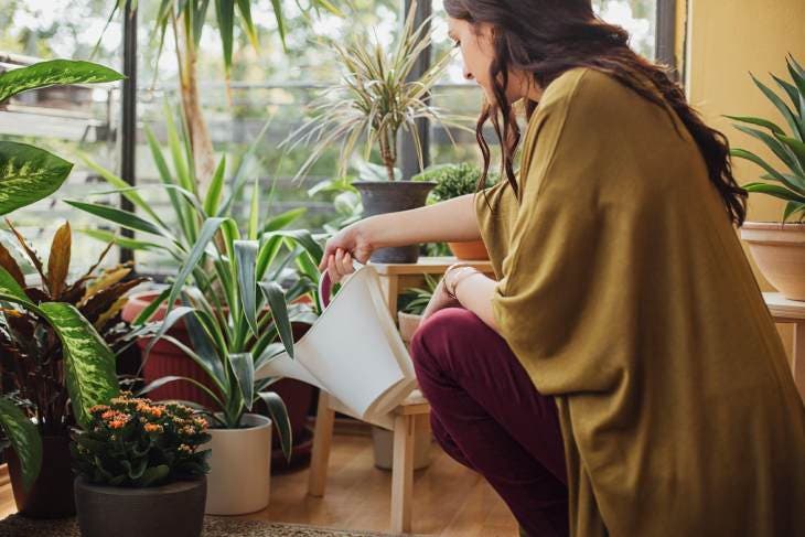 Arroser ses plantes d'intérieur