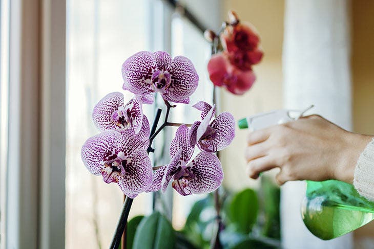 Arroser une orchidée 