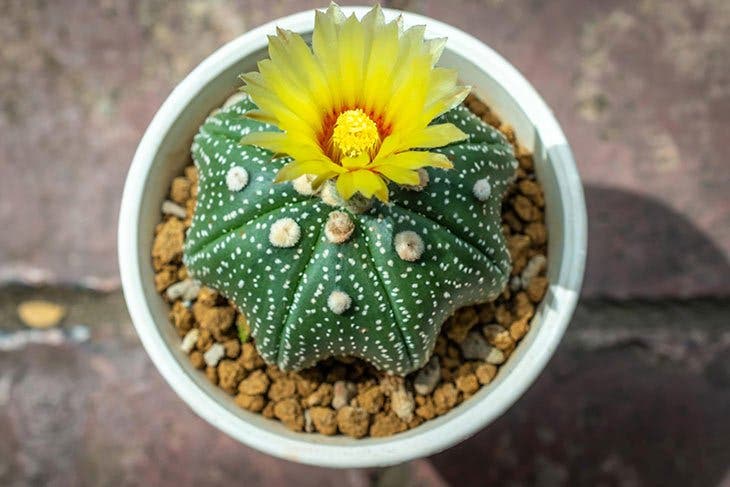 Astrophytum-scaled