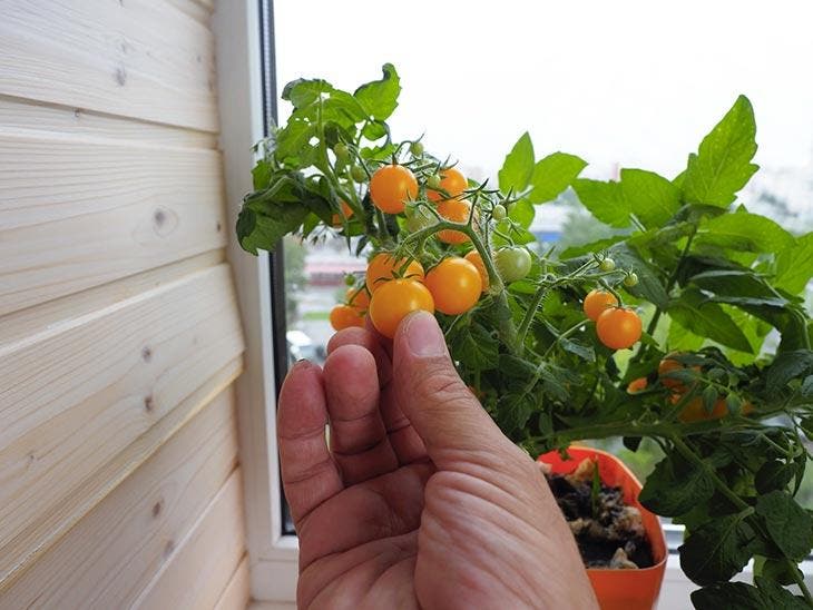 Avec la bonne technique d’arrosage, vous obtiendrez des belles tomates 