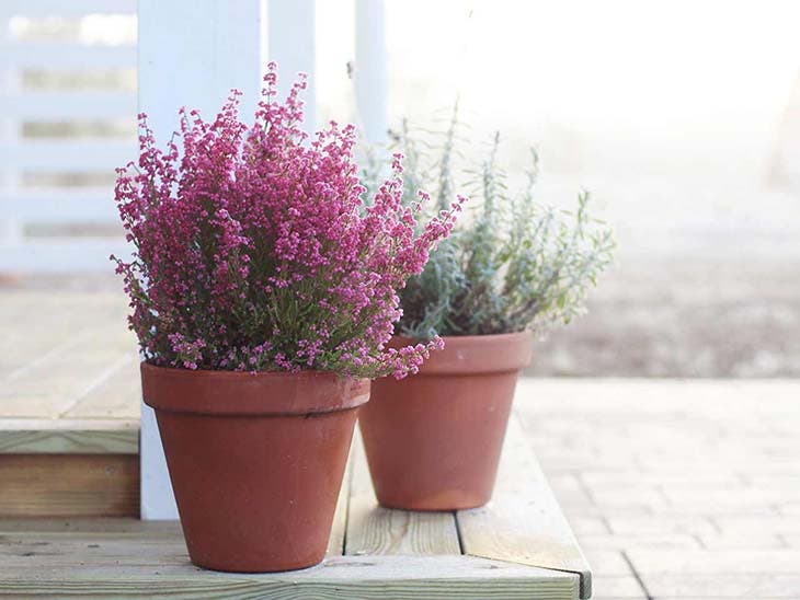 Bruyère d’hiver en pot - source : spm