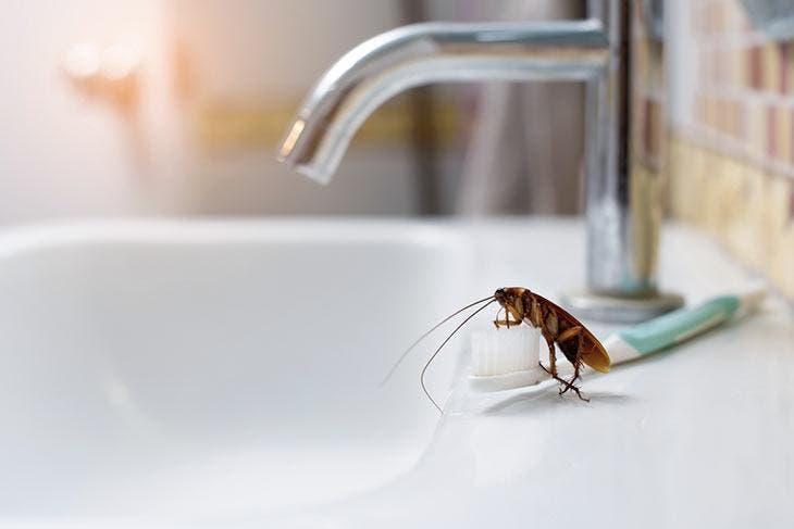 Cafard dans la salle de bain