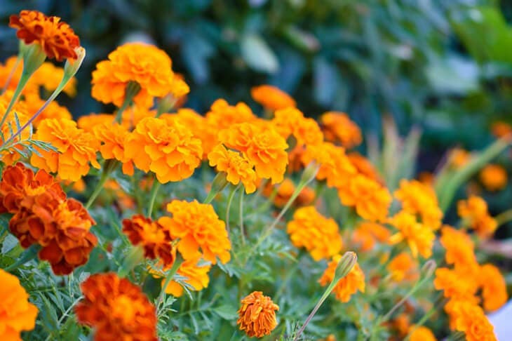 Calendula officinalis 