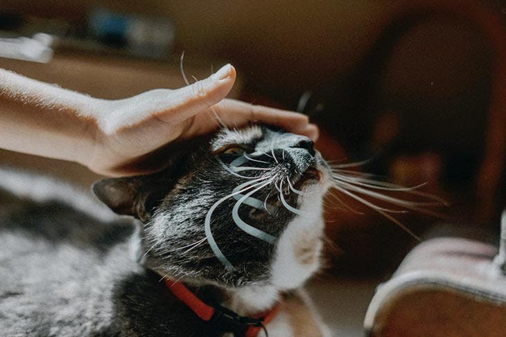 Caresser la tête d’un chat 