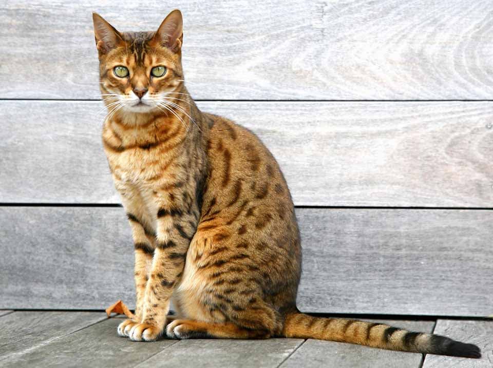 Chat Bengal