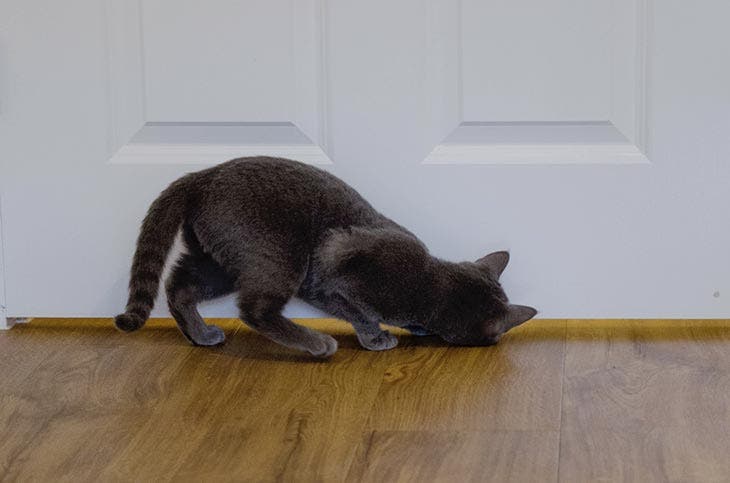 Chat devant une porte fermée. source : spm