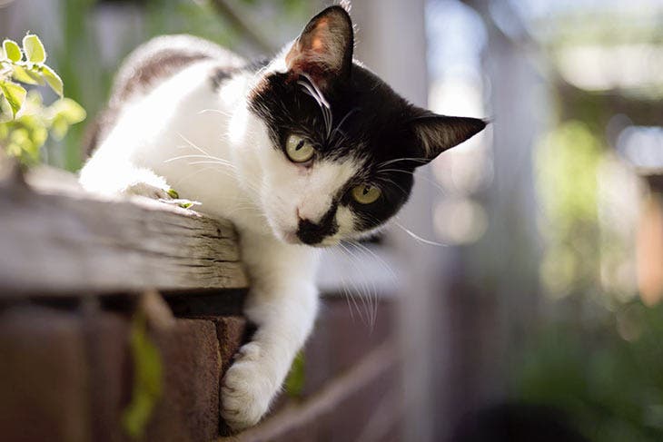 Chat jouant dans un jardin 