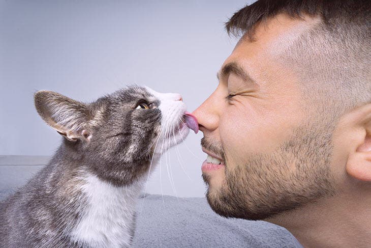 Chat lèche son maître. source : spm