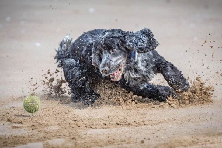 Chien avec une balle dans la boue