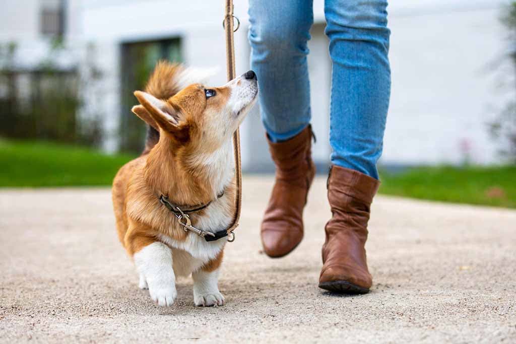 Chien de la race Welsh Corgi