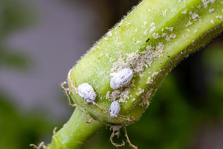 Cochenilles sur une plante. source : spm