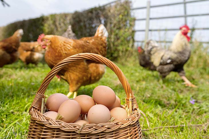 Comment repérer une poule en bonne santé