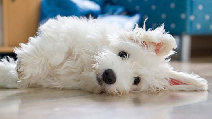 Coton de tulear 