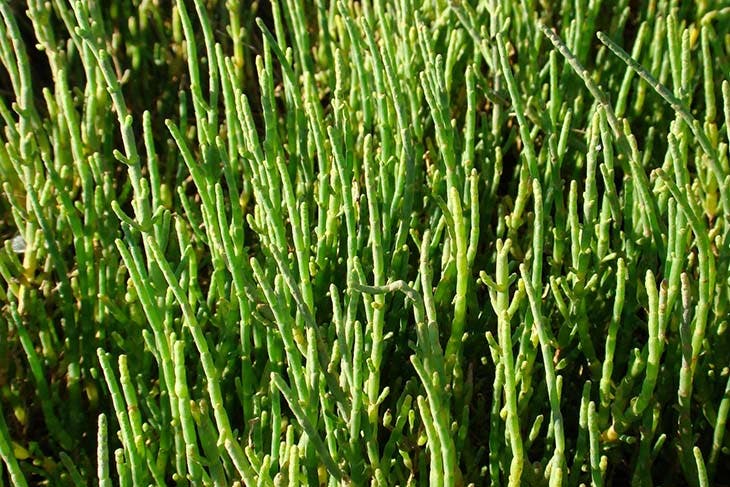 Crithmum maritimum