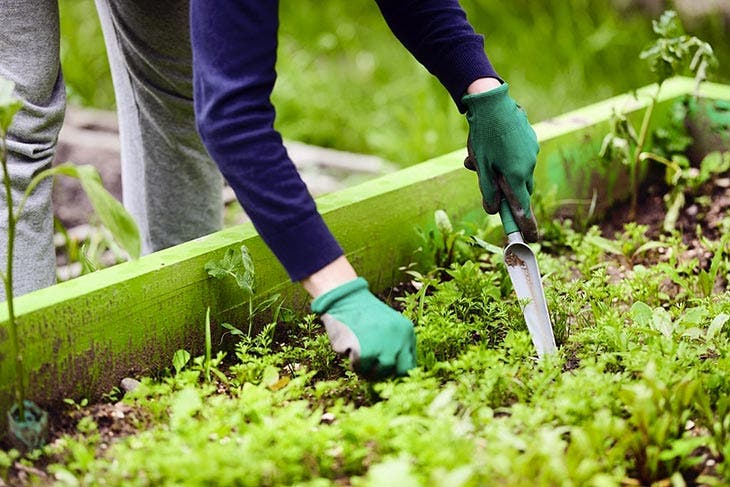 Cultiver des herbes aromatiques - source : spm