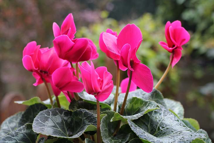 Cyclamen 