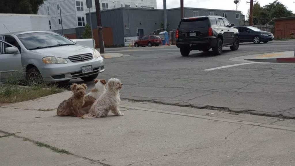 Damien, Polly et Barkley