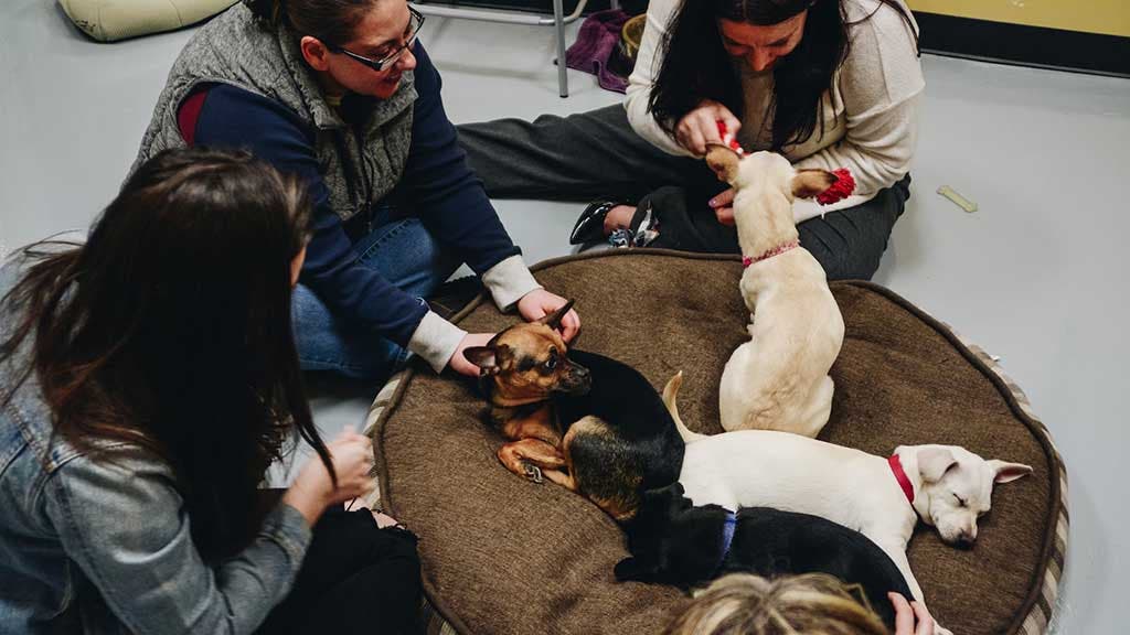 Des clientes de Fido’s viennent jouer avec les chiens