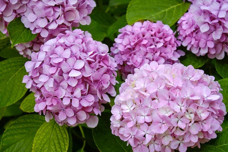 Des fleurs d’Hortensia dans le jardin