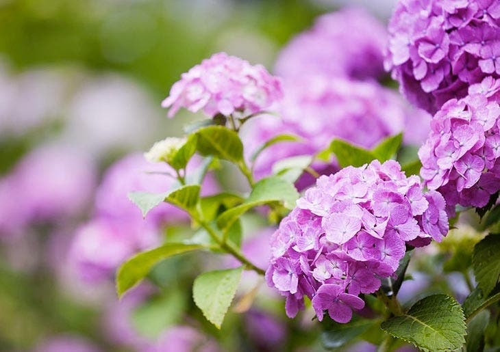 Des fleurs d’Hortensia