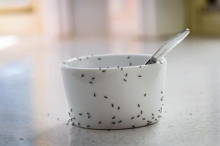 Des fourmis sur un bol de confiture 