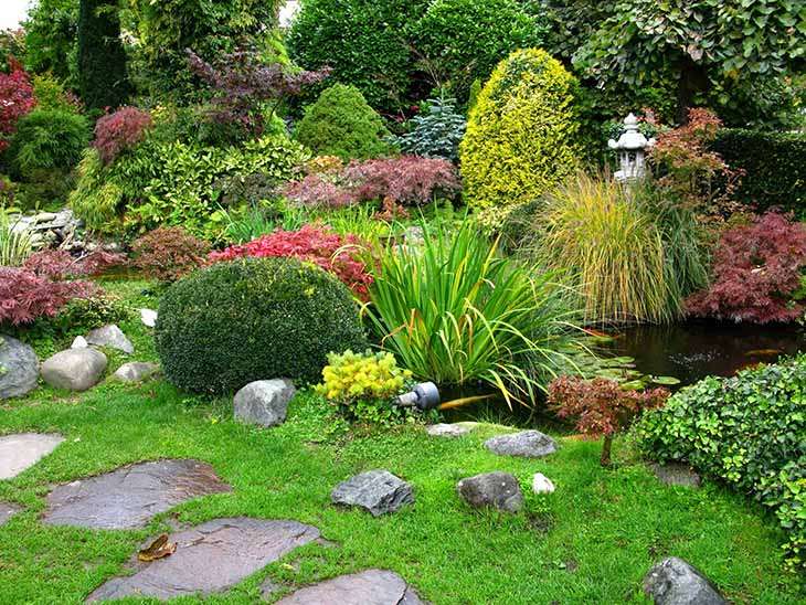 Des plantes dans un jardin japonais 